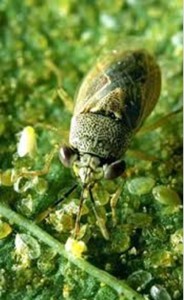 Geocoris eating whitefly