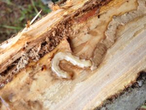 EAB in ash tree