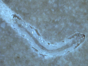 EAB larva in artificial diet