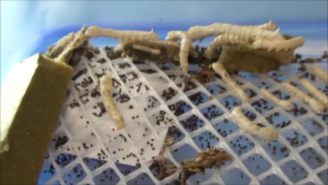 silkworm larvae