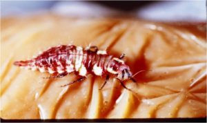 Green lacewing larva eating Cohen diet, feeding through a Parafilm membrane