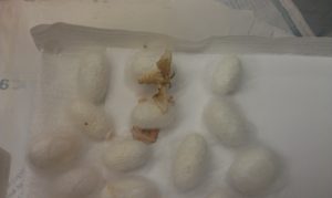 Silkworm pupae and emerging adults