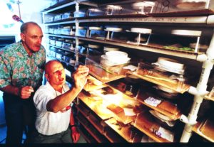 R. T. Staten and A. C. Cohen checking for problems in USDA, APHIS colony of big-eyed bugs in mass-rearing facility for predators