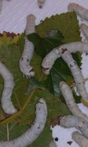 silkworms (Bombyx mori) feeding on mulberry leaves