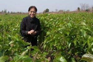 Using mulberry bushes, rather than trees reduces costs of farming silkworms