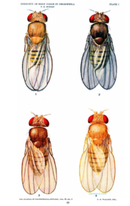 HEREDITY OF BODY COLOR IN DROSOPHILA T. H. MORGAN, 1912 Journal of Experimental Zoology PLATE 1 EXPLANATION OF FIGURES 1 2 A black female. 3 A brown female. 4 A yellow female. Normal or gray female (the outer marginal vein is slightly exaggerated in the figure). The contrast between the black, yellow, and brown flies is well brought out in the figures